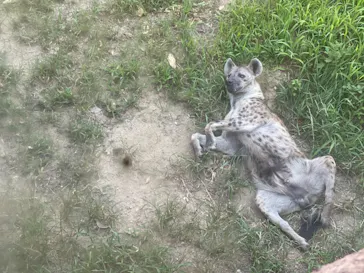天王寺動物園に投稿された画像（2021/8/29）