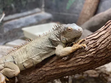 天王寺動物園に投稿された画像（2021/8/29）