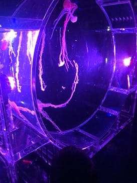 マクセル アクアパーク品川に投稿された画像（2021/8/29）