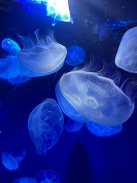 サンシャイン水族館に投稿された画像（2021/8/29）