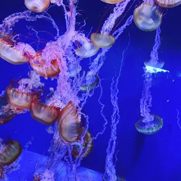 すみだ水族館に投稿された画像（2021/8/29）