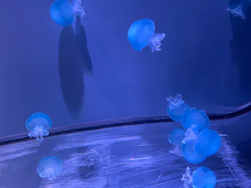 すみだ水族館に投稿された画像（2021/8/29）