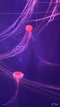 すみだ水族館に投稿された画像（2021/8/29）