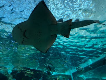 名古屋港水族館に投稿された画像（2021/8/29）