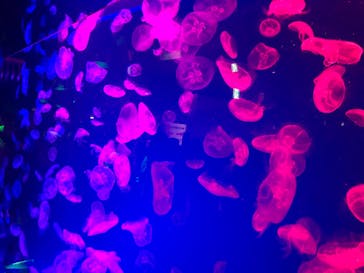 名古屋港水族館に投稿された画像（2021/8/29）