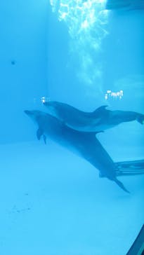名古屋港水族館に投稿された画像（2021/8/29）