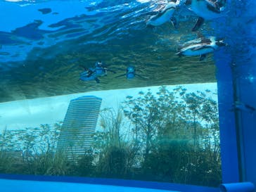 サンシャイン水族館に投稿された画像（2021/8/29）
