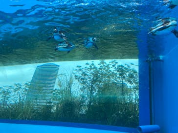サンシャイン水族館に投稿された画像（2021/8/29）