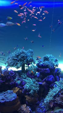 サンシャイン水族館に投稿された画像（2021/8/29）