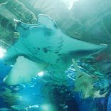 マクセル アクアパーク品川に投稿された画像（2021/8/30）