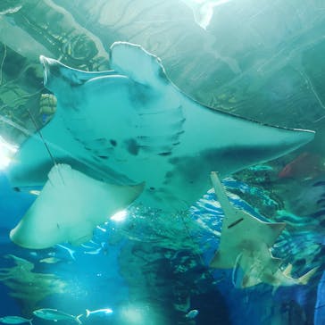 マクセル アクアパーク品川に投稿された画像（2021/8/30）