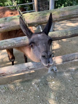しろとり動物園に投稿された画像（2021/8/30）