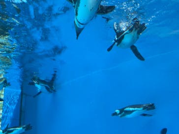 サンシャイン水族館に投稿された画像（2021/8/30）