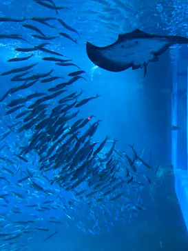 横浜・八景島シーパラダイスに投稿された画像（2021/8/30）
