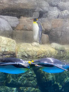横浜・八景島シーパラダイスに投稿された画像（2021/8/30）