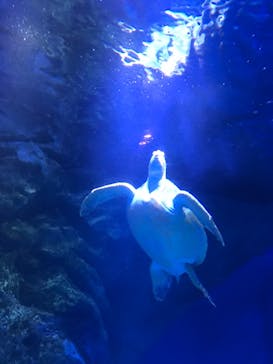 マクセル アクアパーク品川に投稿された画像（2021/8/30）