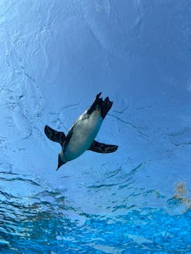 サンシャイン水族館に投稿された画像（2021/8/30）