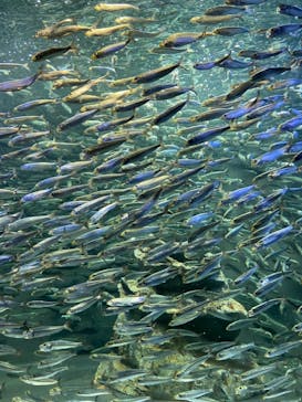 サンシャイン水族館に投稿された画像（2021/8/30）