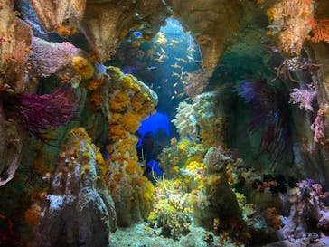 サンシャイン水族館に投稿された画像（2021/8/30）