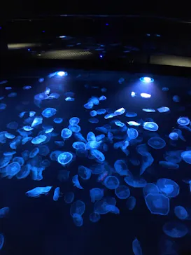 すみだ水族館に投稿された画像（2021/8/30）