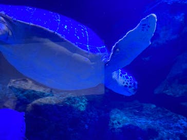 マクセル アクアパーク品川に投稿された画像（2021/8/30）