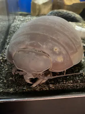 横浜・八景島シーパラダイスに投稿された画像（2021/8/30）