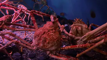 横浜・八景島シーパラダイスに投稿された画像（2021/8/30）