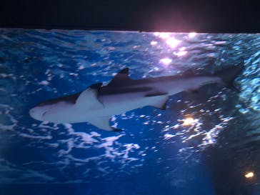 マクセル アクアパーク品川に投稿された画像（2021/8/30）