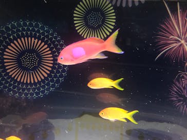 マクセル アクアパーク品川に投稿された画像（2021/8/30）