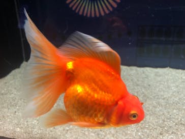 マクセル アクアパーク品川に投稿された画像（2021/8/30）