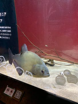 カワスイ 川崎⽔族館に投稿された画像（2021/8/30）