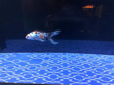 すみだ水族館に投稿された画像（2021/8/30）