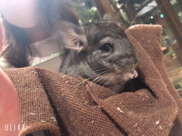 Moff animal world MARK IS みなとみらい店に投稿された画像（2021/8/30）