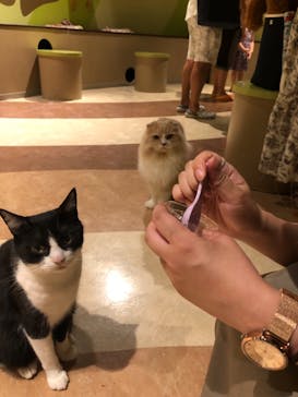 Moff animal world MARK IS みなとみらい店に投稿された画像（2021/8/30）