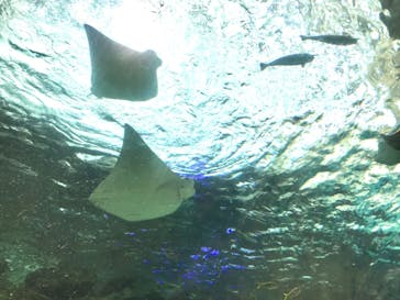 名古屋港水族館に投稿された画像（2021/8/30）
