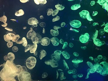 名古屋港水族館に投稿された画像（2021/8/30）