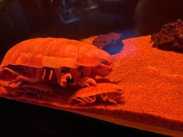 サンシャイン水族館に投稿された画像（2021/8/30）