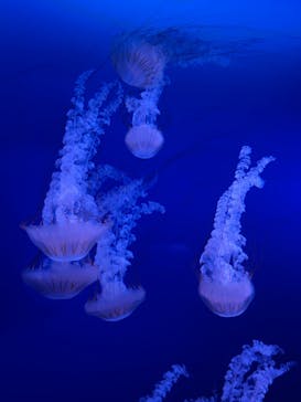 新江ノ島水族館に投稿された画像（2021/8/30）