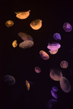 サンシャイン水族館に投稿された画像（2021/8/30）