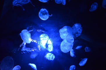 サンシャイン水族館に投稿された画像（2021/8/30）