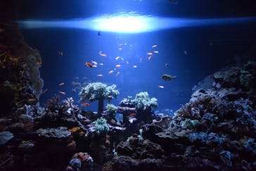 サンシャイン水族館に投稿された画像（2021/8/30）