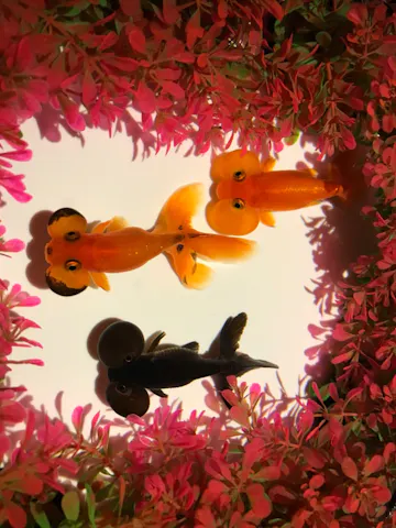 光が幻想的で 音楽もマッチ デ ミッルもん さまの口コミ アソビュー