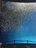 名古屋港水族館に投稿された画像（2021/8/31）