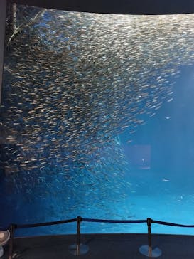 名古屋港水族館に投稿された画像（2021/8/31）