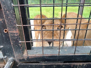 那須サファリパークに投稿された画像（2021/8/31）