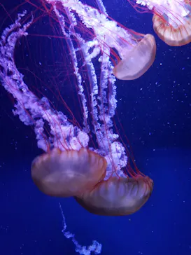 すみだ水族館に投稿された画像（2021/8/31）