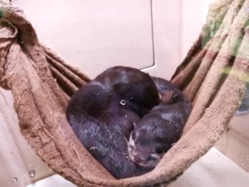 マクセル アクアパーク品川に投稿された画像（2021/8/31）