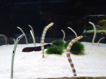 京都水族館に投稿された画像（2021/8/31）