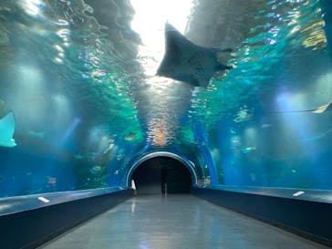 マクセル アクアパーク品川に投稿された画像（2021/8/31）