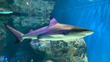 マクセル アクアパーク品川に投稿された画像（2021/8/31）